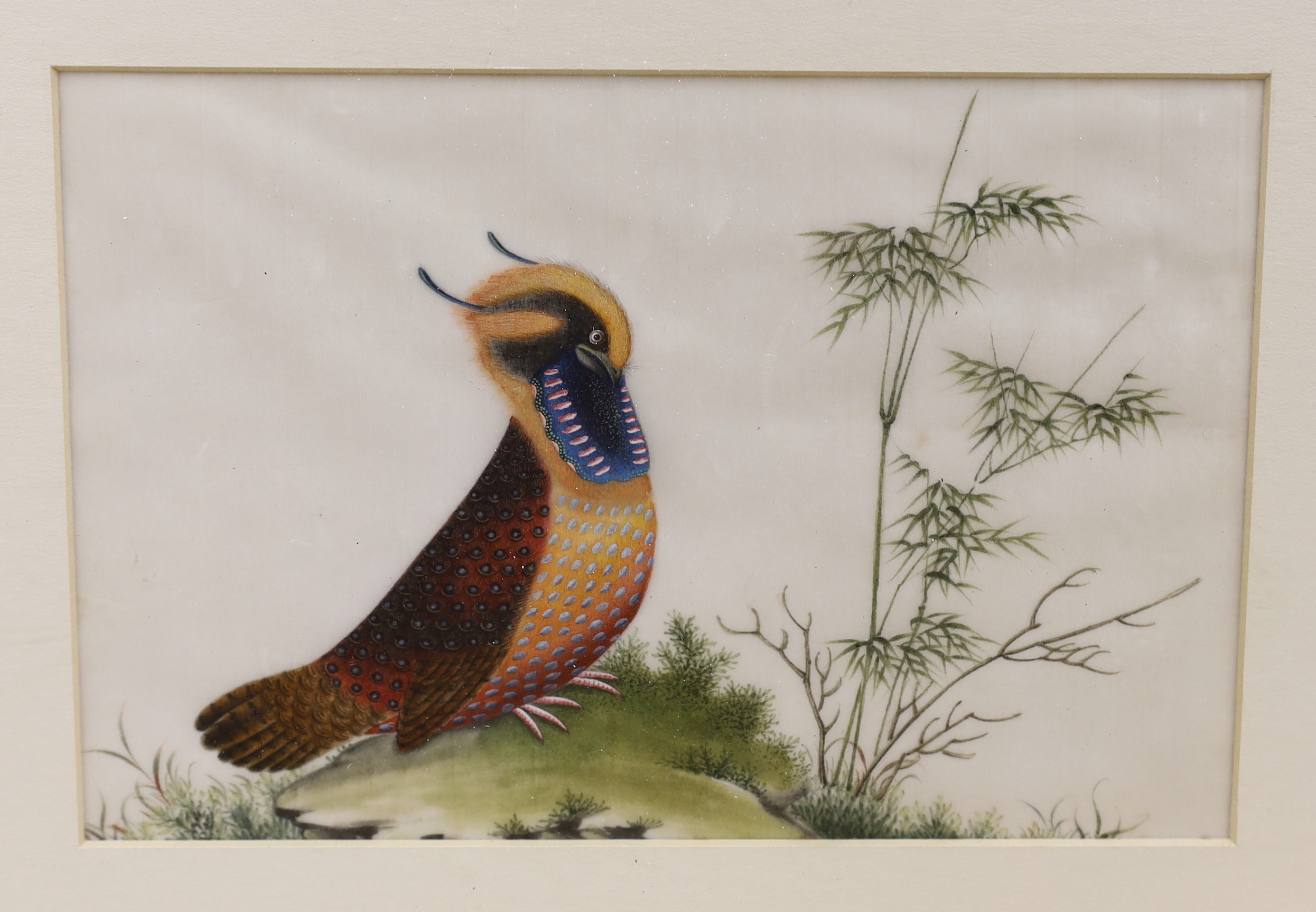 Chinese School, set of four pith paper paintings, Birds of Paradise, 14 x 22cm